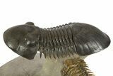 Flying Paralejurus Trilobite With Crotalocephalina & Reedops #323480-4